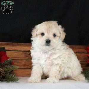 Yasmine, Maltipoo Puppy