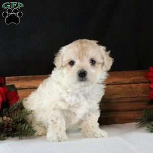 Yasmine, Maltipoo Puppy