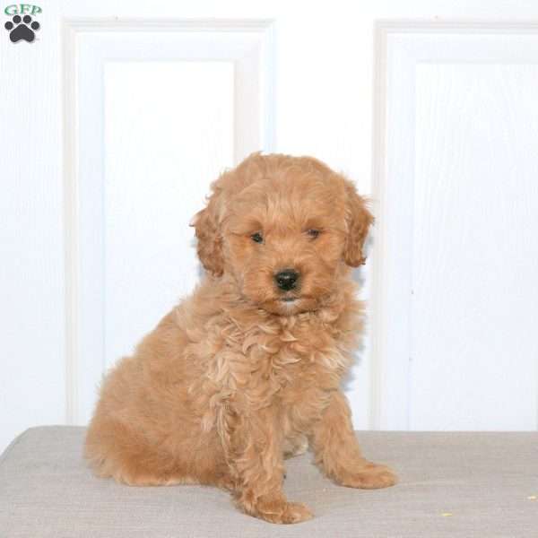 Zachary, Mini Goldendoodle Puppy