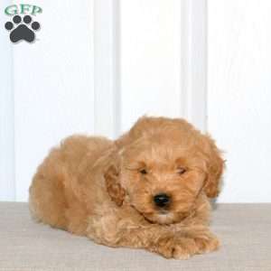 Zachary, Mini Goldendoodle Puppy