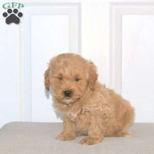 Zachary, Mini Goldendoodle Puppy