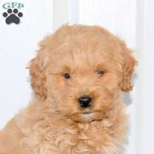 Zachary, Mini Goldendoodle Puppy