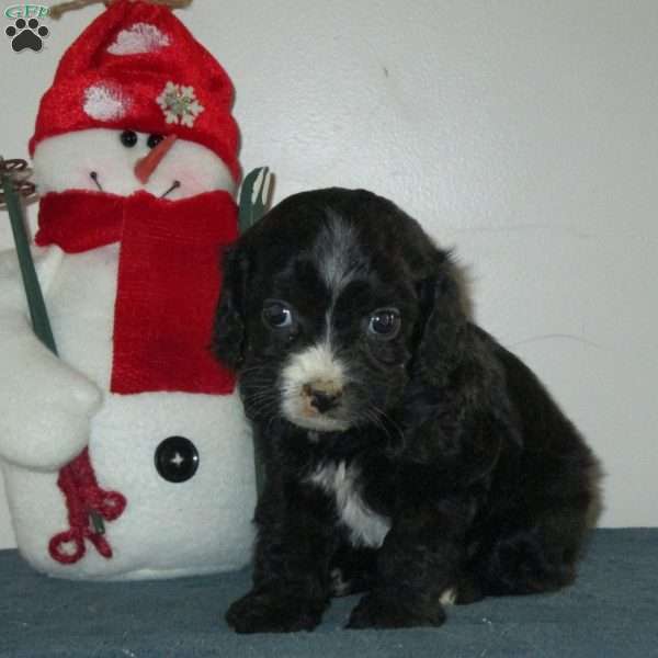 Zelda, Cavalier King Charles Mix Puppy