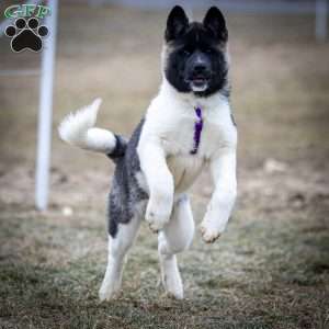 Zelene, Akita Puppy