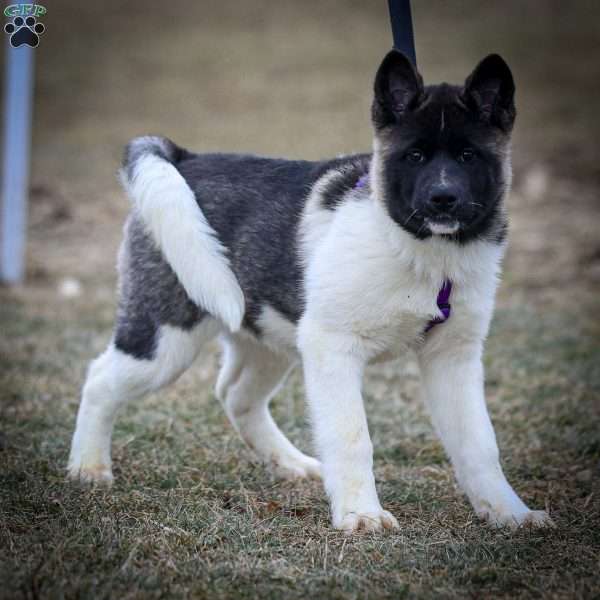 Zelene, Akita Puppy