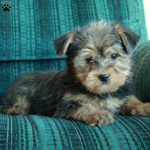 Zero, Yorkie Puppy