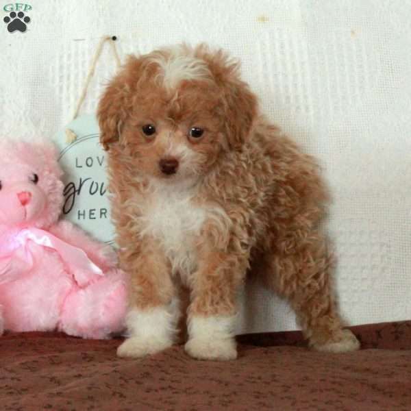 Zero, Toy Poodle Puppy