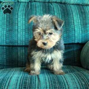 Zero, Yorkie Puppy