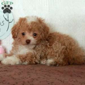 Zero, Toy Poodle Puppy