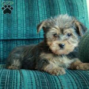 Zero, Yorkie Puppy