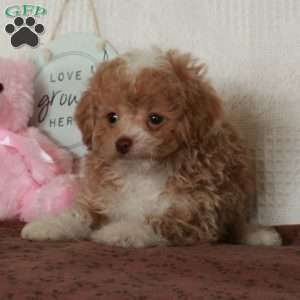 Zero, Toy Poodle Puppy