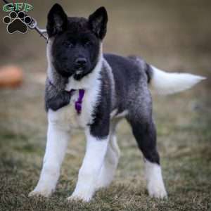 Zetta, Akita Puppy