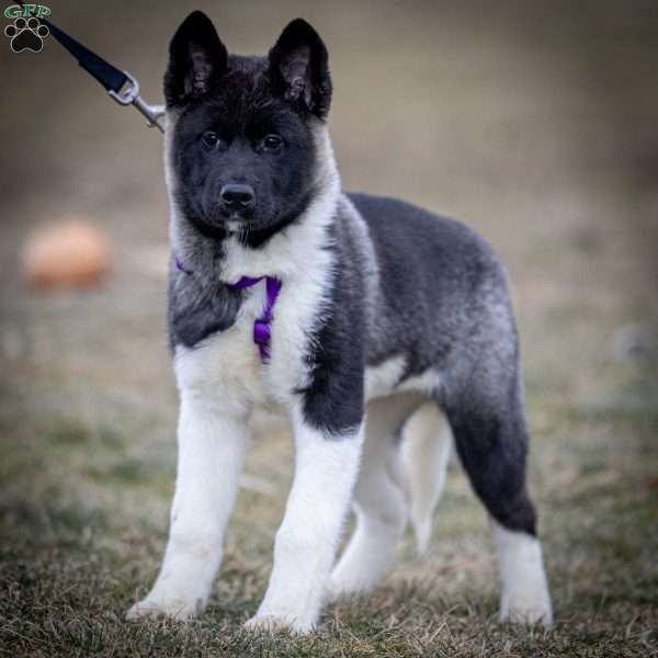 Zetta, Akita Puppy