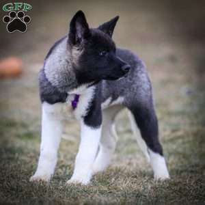 Zetta, Akita Puppy