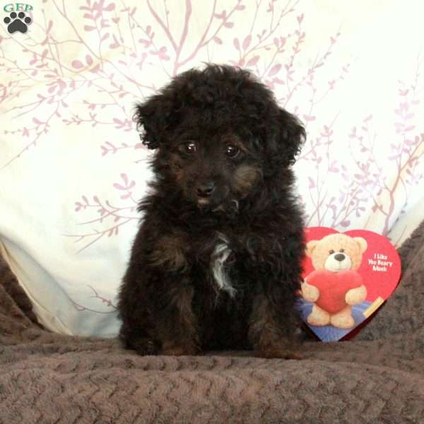 Zip, Toy Poodle Puppy