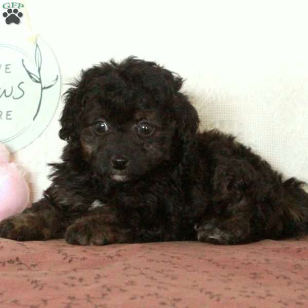 Zip, Toy Poodle Puppy