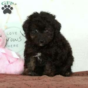 Zip, Toy Poodle Puppy