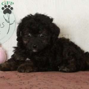 Zip, Toy Poodle Puppy