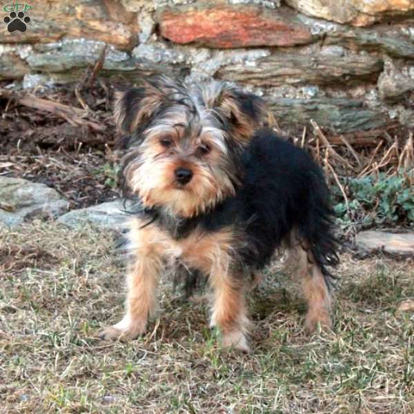 Zipper, Yorkie Puppy