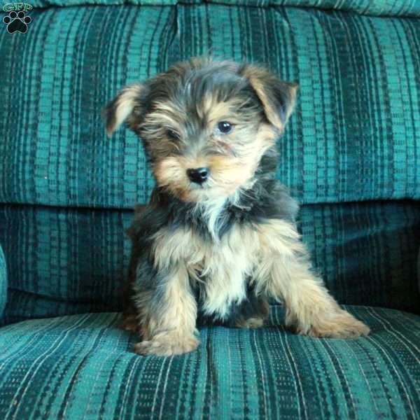 Zipper, Yorkie Puppy