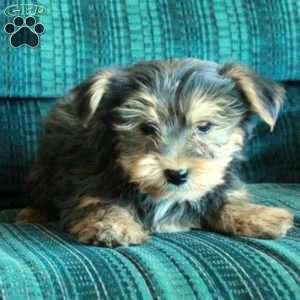 Zipper, Yorkie Puppy