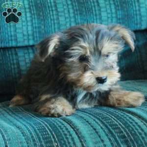 Zipper, Yorkie Puppy