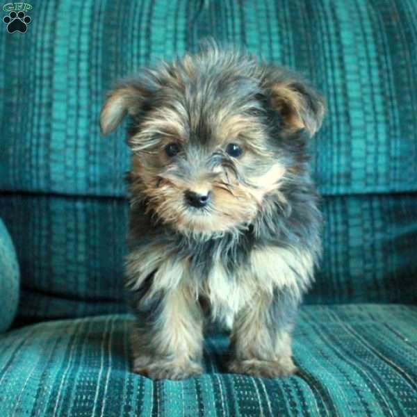 Zoey, Yorkie Puppy