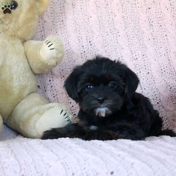 Zoey, Yorkie Mix Puppy