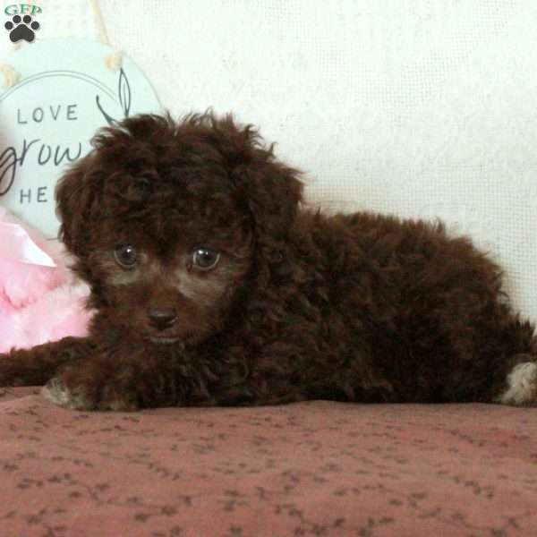 Zoey, Toy Poodle Puppy