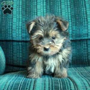 Zoey, Yorkie Puppy