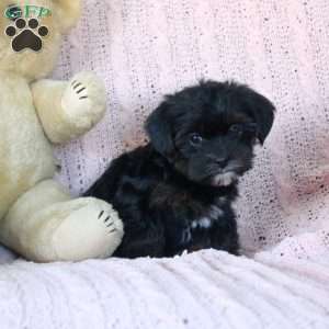 Zoey, Yorkie Mix Puppy