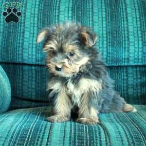 Zoey, Yorkie Puppy