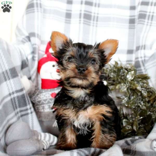 Zoey, Yorkie Puppy