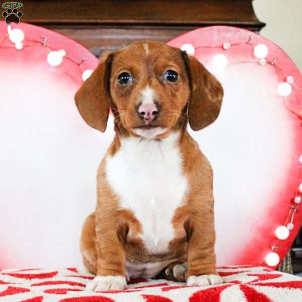 Zoey, Dachshund Puppy