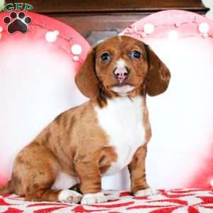 Zoey, Dachshund Puppy