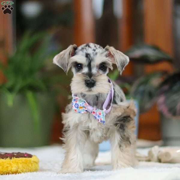 Zoey, Miniature Schnauzer Puppy