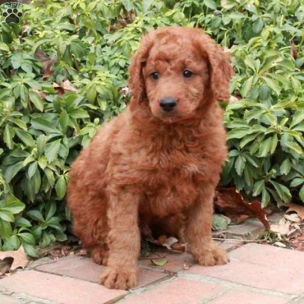 Zooma, Mini Goldendoodle Puppy