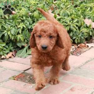 Zooma, Mini Goldendoodle Puppy