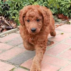 Zooma, Mini Goldendoodle Puppy