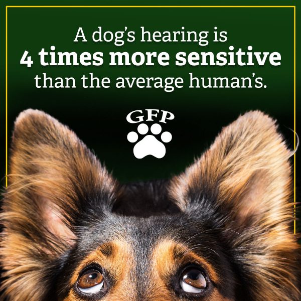 a dog's hearing is 4x more sensitive than average human