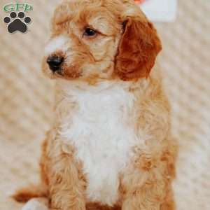 Acorn, Mini Goldendoodle Puppy