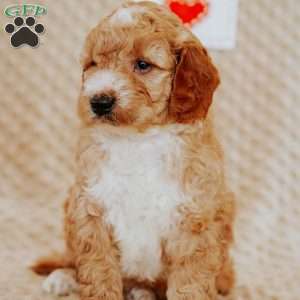 Acorn, Mini Goldendoodle Puppy