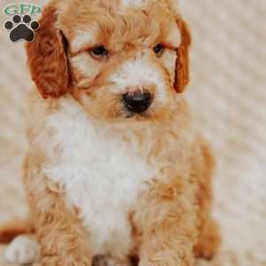 Acorn, Mini Goldendoodle Puppy