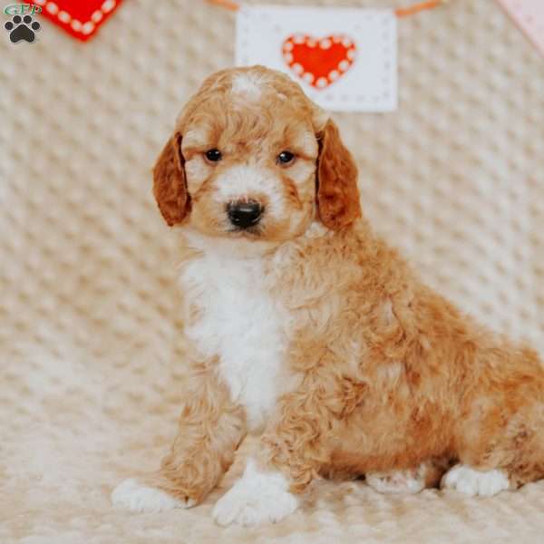 Acorn, Mini Goldendoodle Puppy