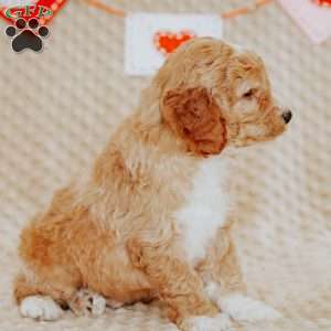 Acorn, Mini Goldendoodle Puppy