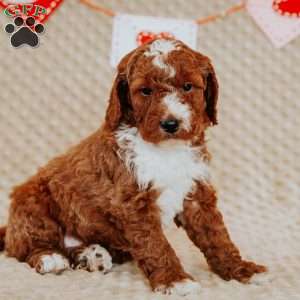 Albert, Mini Goldendoodle Puppy