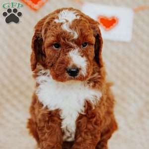 Albert, Mini Goldendoodle Puppy