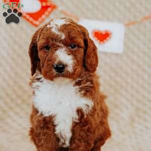 Albert, Mini Goldendoodle Puppy