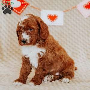 Albert, Mini Goldendoodle Puppy