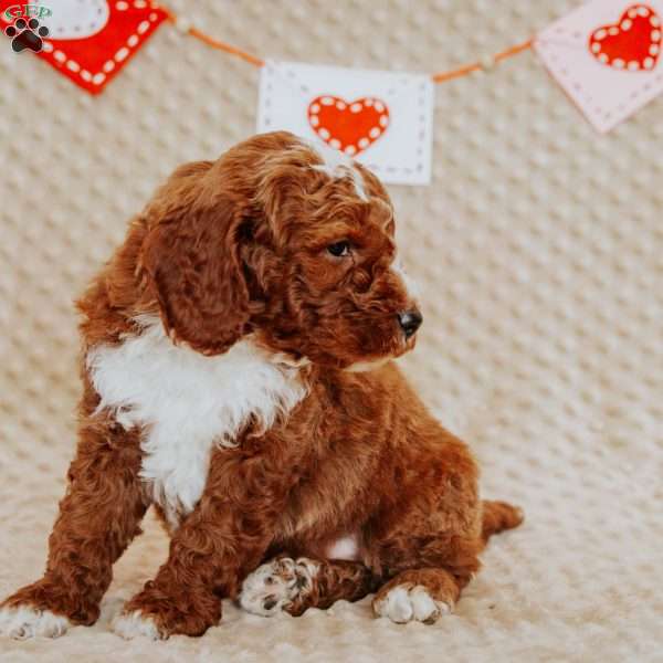 Albert, Mini Goldendoodle Puppy